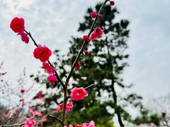-杭州植物园
