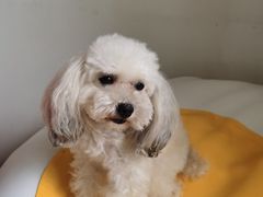 -喜多萌中农锦绣动物医院24H·猫科·牙科MRI·CT