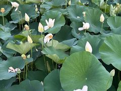 -莲花池公园
