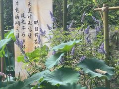 -杭州植物园
