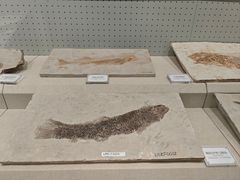 -辽宁古生物博物馆
