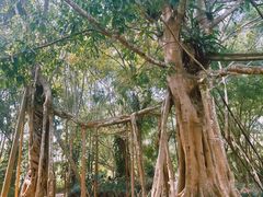 -中国科学院西双版纳热带植物园