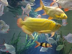 -上海海洋水族馆