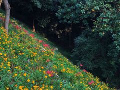 -西湖风景区-江洋畈生态公园