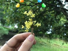 -铁山坪森林公园