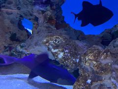 -海合安武汉极地海洋公园