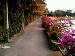 android_upload_pic-三亚亚龙湾凯莱仙人掌度假酒店