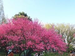 -苏州上方山国家森林公园