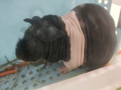 -Moni星球萌宠·小马宝莉·灵蛇·高端高阶全萌宠互动体验俱乐部(红豆国际广场店)