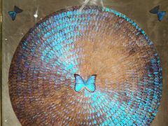 -上海昆虫博物馆