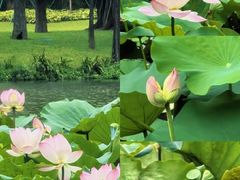 -荔湾湖公园
