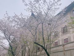 -武汉大学-樱园