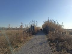 -盐城丹顶鹤湿地生态旅游区