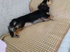 -翊宠yipet猫狗购宠庄园犬舍•猫舍