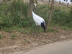 -盐城丹顶鹤湿地生态旅游区