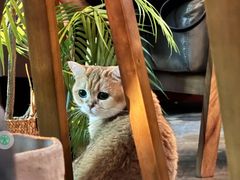 -咖法森林·咖啡  酒吧(天河店)