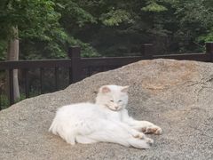 -青岛崂山太清宫