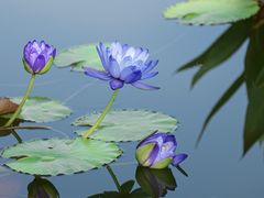 -莲花池公园