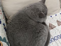 -柚子猫舍·精品猫舍购猫·猫咪认养·购宠·宠物店