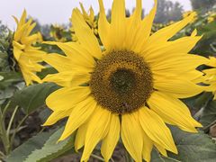 -汉长安城未央宫国家考古遗址公园