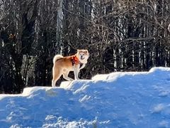 -宠乐会宠物乐园