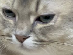 -瑞鹏宠物医院·骨科·猫科·内科(第一中心)