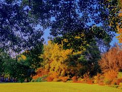 -上海共青森林公园