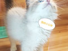 -猫十亿·布偶金渐层·曼基康矮脚猫舍(青年路店)