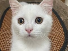 -瑞鹏宠物医院·骨科·猫科·内科(第一中心)