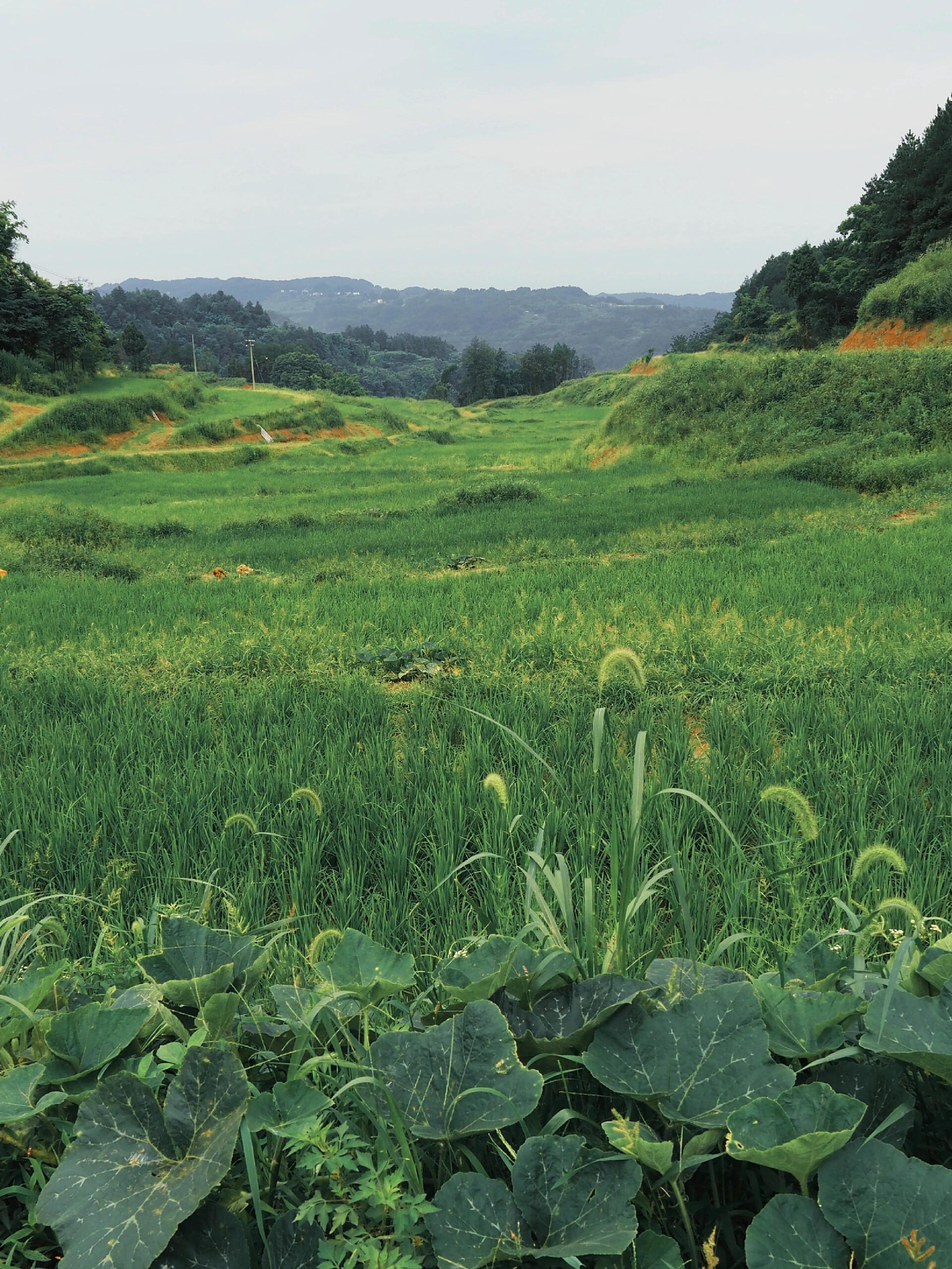 田野风光美景图片