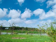 -上海海湾国家森林公园