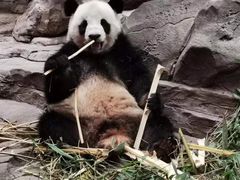 -广州长隆国际大马戏