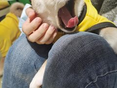-逗柴咖啡屋·狗咖猫咖宠物桌游