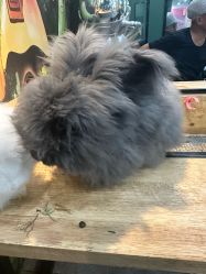 -神奇动物撸宠馆·羊驼·小浣熊·异宠(豫园店)