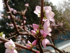 -中央民族大学
