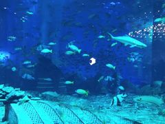 -亚特兰蒂斯•OSSIANO奥西亚诺海底餐厅