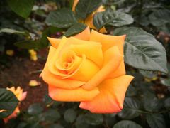 -人民公园(罗湖区)