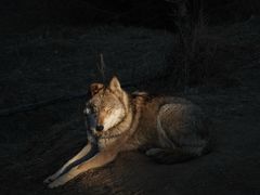 -鄂尔多斯野生动物园