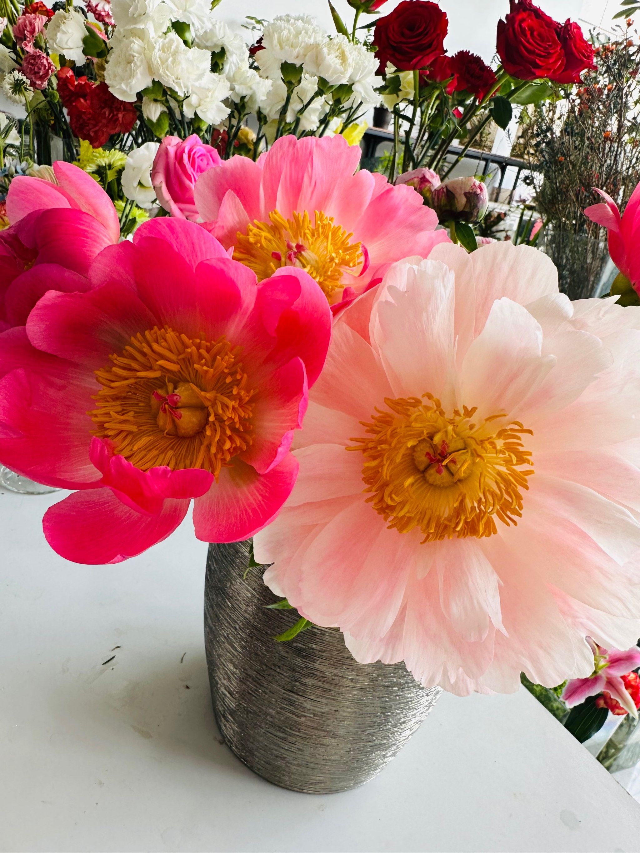 会变色的芍药|日落珊瑚