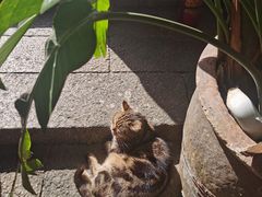 -老屋咖啡