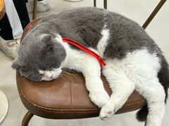 -共舞时光猫咖·狗咖(新街口店)