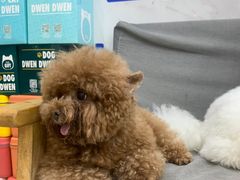 -四月宠物医院·猫专科·心脏专科·内科(转塘店)
