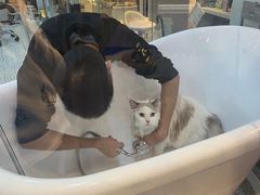-momokira米努特·德文卷毛猫·棉花面纱犬