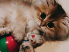 -乐宠宠物店(世纪金源店)