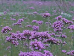 -石井坡(地铁站)