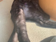 -CAT’S MEWSTAR CAFE·喵星球猫屋(晴湾咖啡店)
