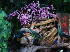 -西双版纳勐泐文化旅游区