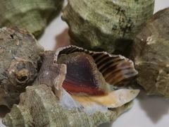 -金渔村海鲜烧烤大排档
