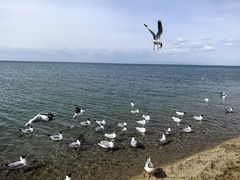 -青海湖国家重点风景名胜区
