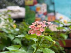 -Dal Cuore 达可芮冰淇淋(陕西北路店)